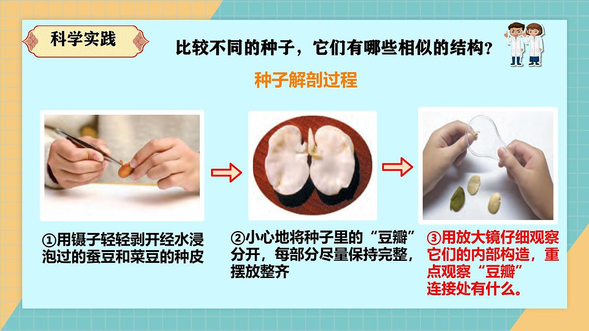 2.4《用种子繁殖》2025新做的课件第7页