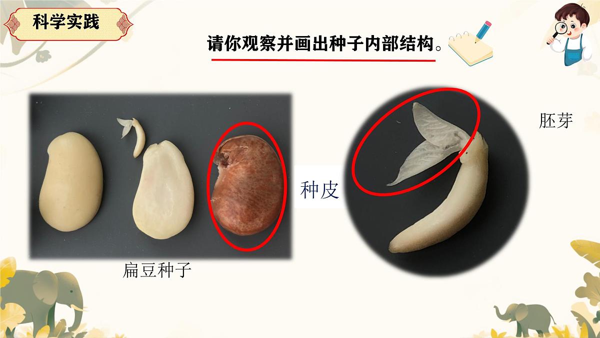 2.4《用种子繁殖》2025新做的课件第8页