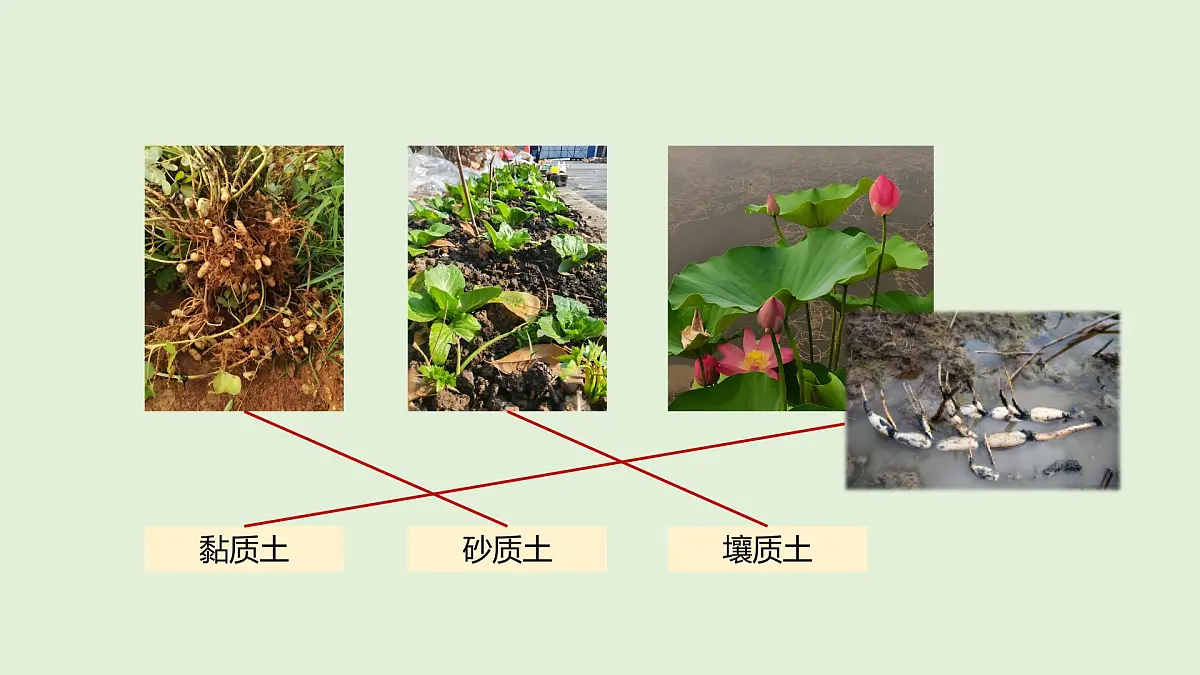 第18课 土壤与植物(课件)2025-2026学年粤教版三年级科学上册第4页