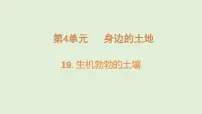 粤教粤科版（2024）三年级上册（2024）第19课 生机勃勃的土壤示范课ppt课件