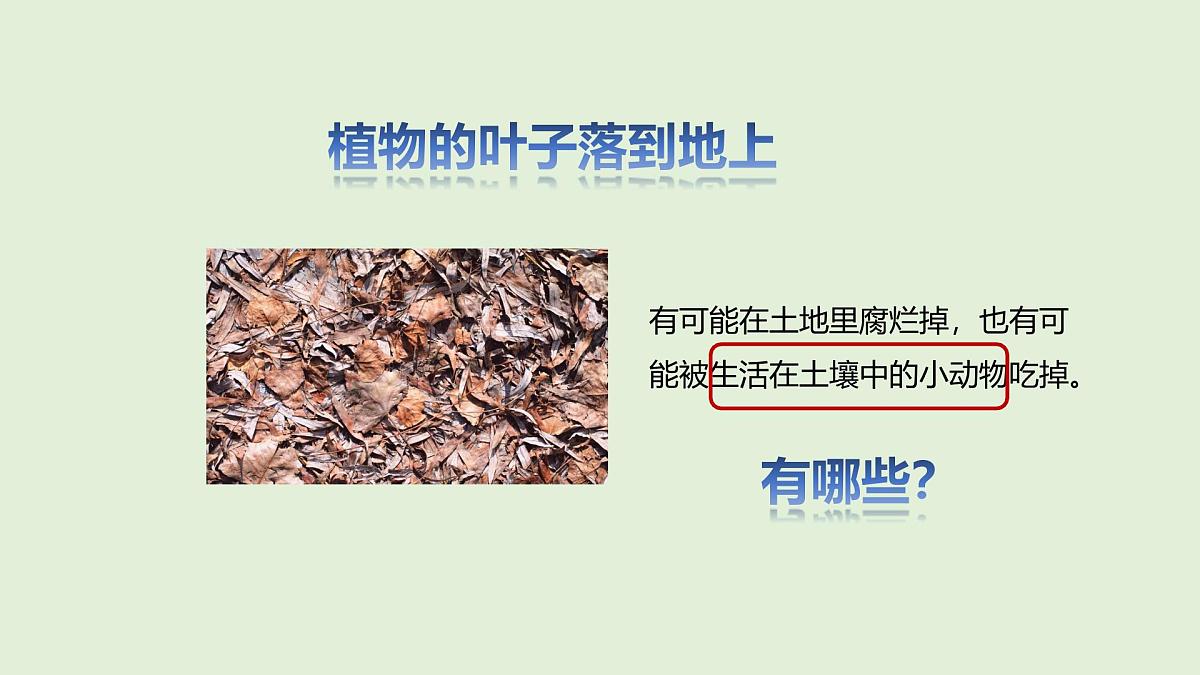 第19课 生机勃勃的土壤(课件)2025-2026学年粤教版三年级科学上册第3页