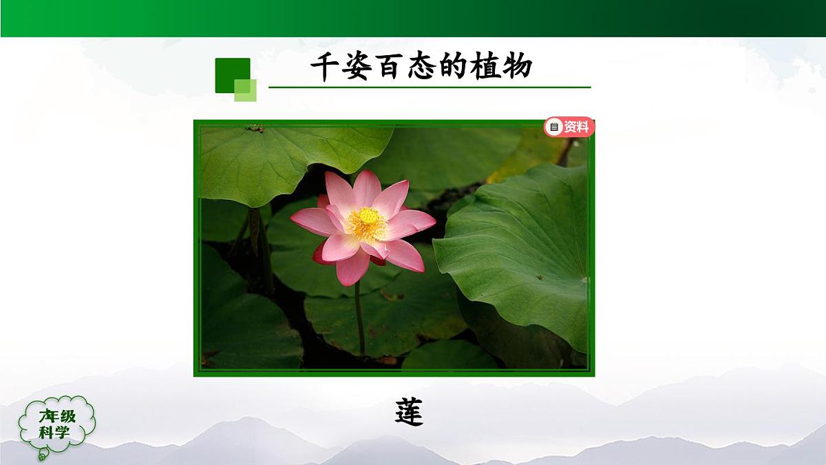 0921(人教版)六年级【科学上册】植物的简单分类(第一课时)-2课件第7页