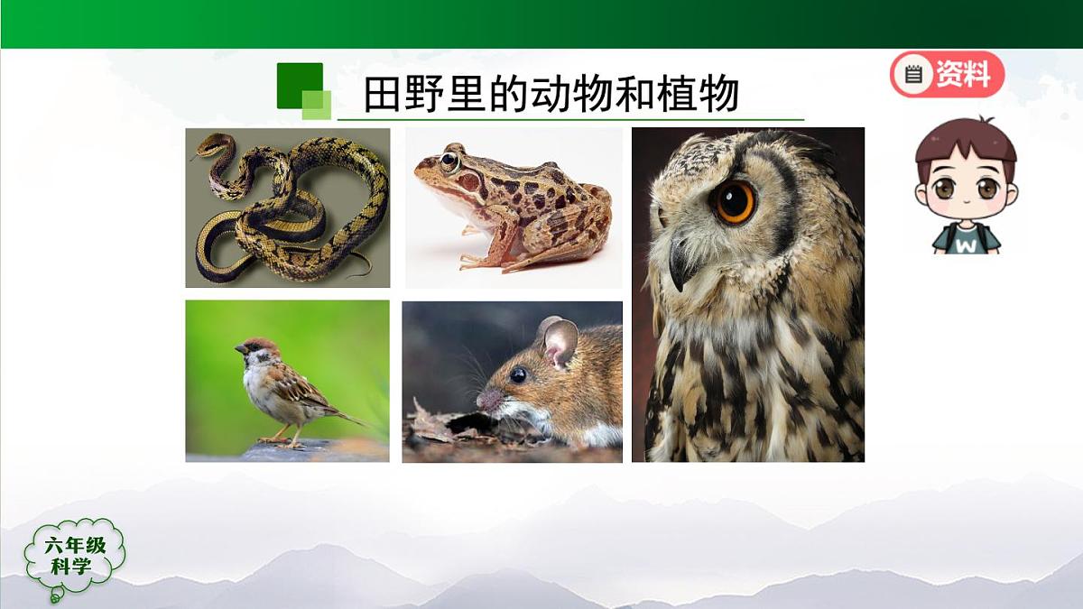 12(人教版)六年级【科学上册】食物链(第一课时)-2课件第3页