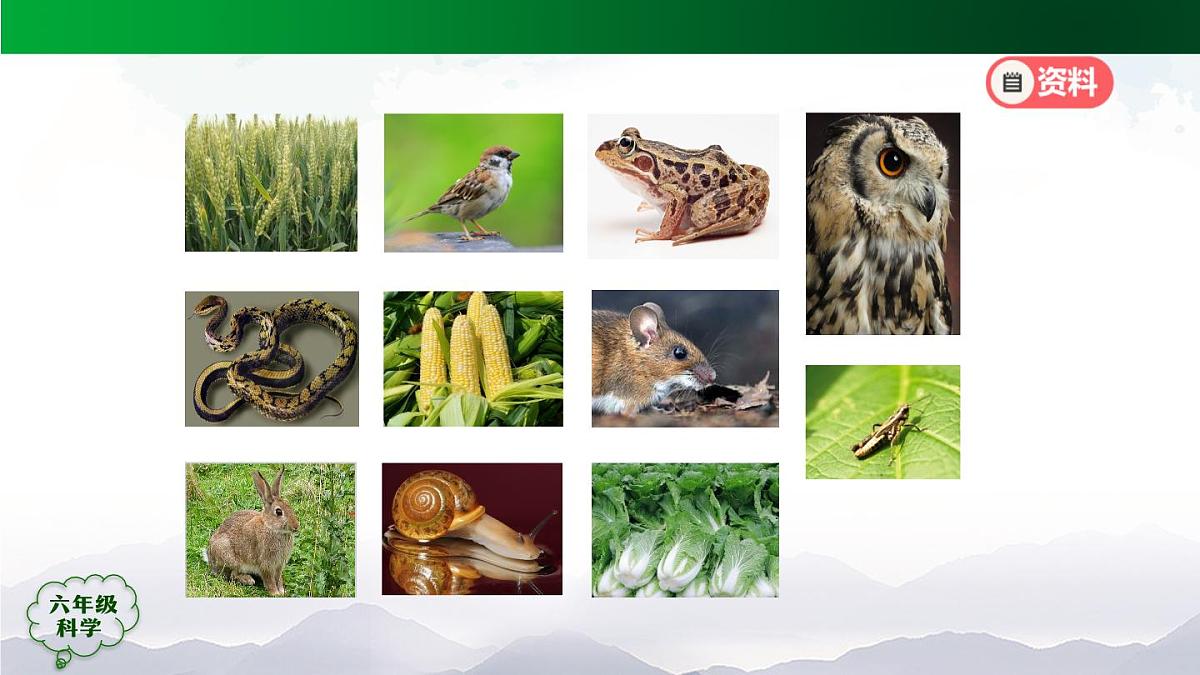 12(人教版)六年级【科学上册】食物链(第一课时)-2课件第5页