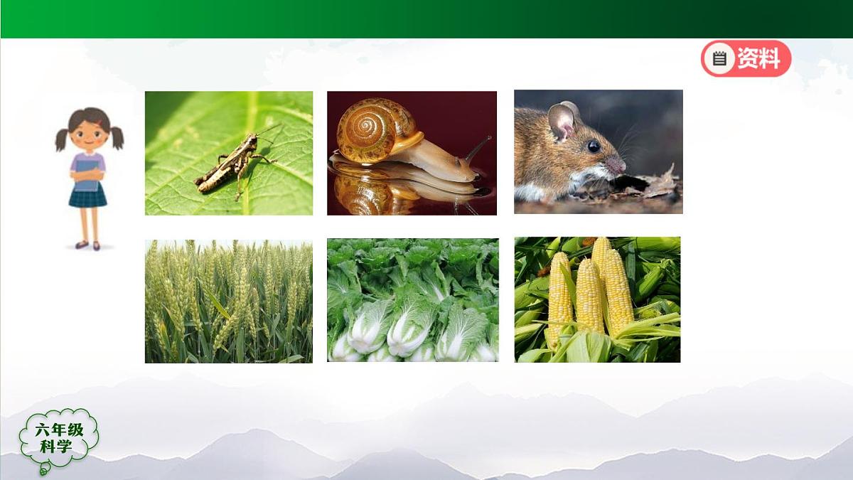 12(人教版)六年级【科学上册】食物链(第一课时)-2课件第8页