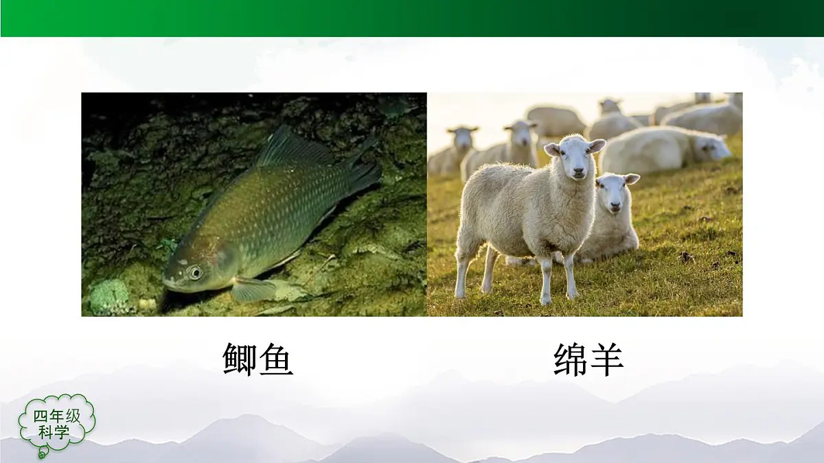 (人教鄂教版)四年级科学上册 动物的分类 第二课时2课件第4页