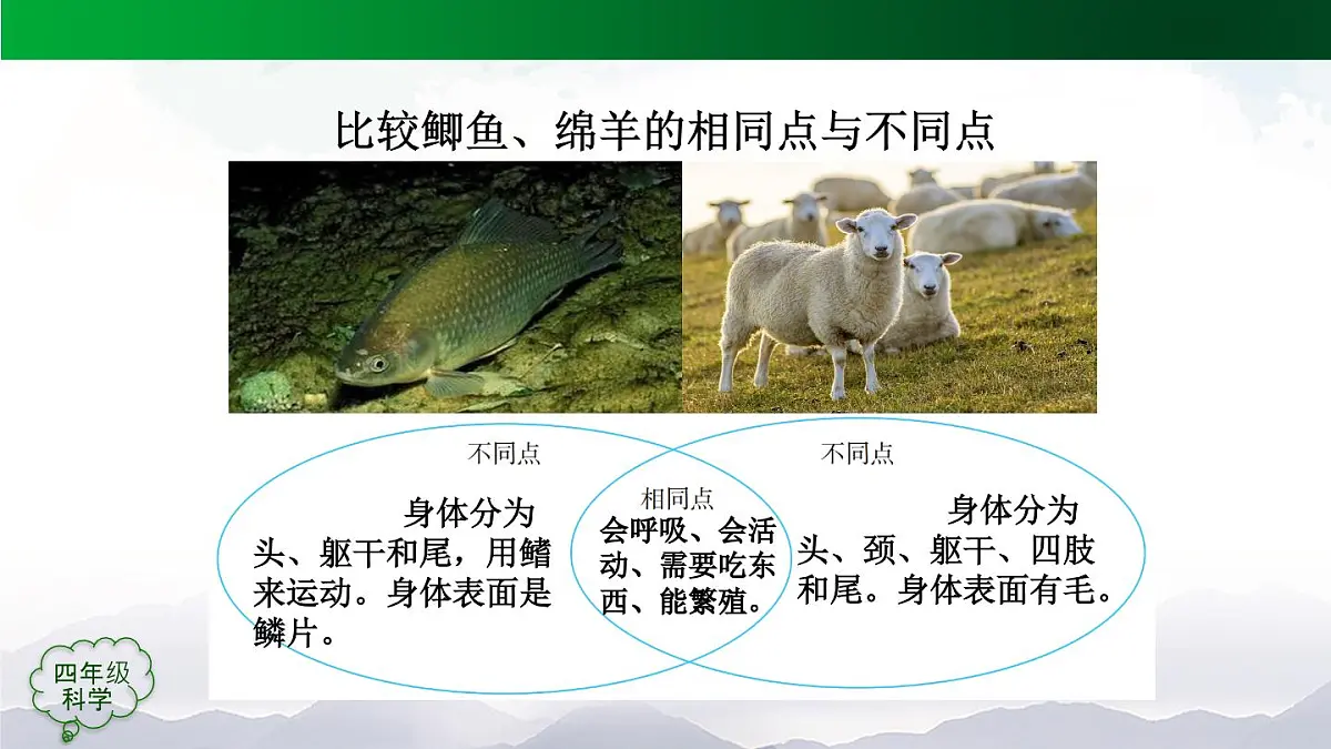 (人教鄂教版)四年级科学上册 动物的分类 第二课时2课件第6页