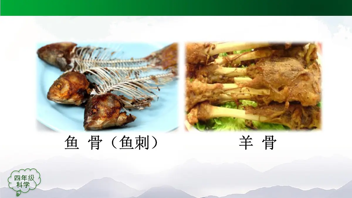 (人教鄂教版)四年级科学上册 动物的分类 第二课时2课件第7页