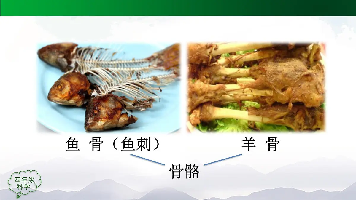 (人教鄂教版)四年级科学上册 动物的分类 第二课时2课件第8页