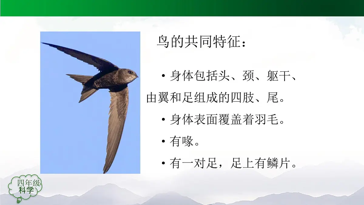 (人教鄂教版)四年级科学上册 动物的分类(第一课时)2课件第2页