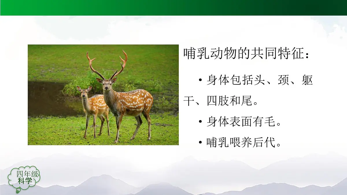 (人教鄂教版)四年级科学上册 动物的分类(第一课时)2课件第3页