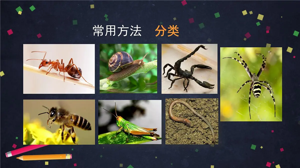 (湘科版)三年级科学上册2.1 昆虫-教学课件第4页