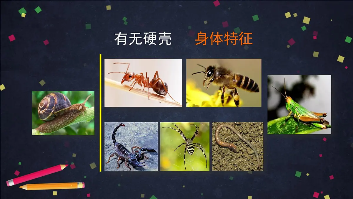 (湘科版)三年级科学上册2.1 昆虫-教学课件第5页