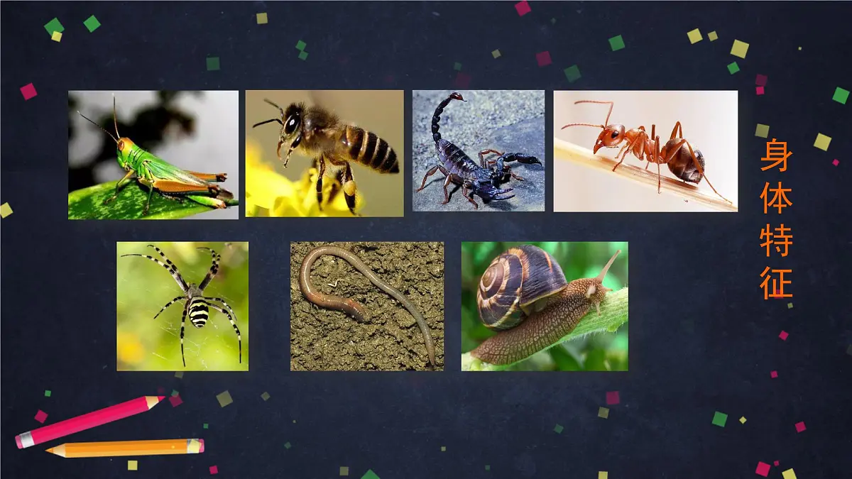 (湘科版)三年级科学上册2.1 昆虫-教学课件第6页