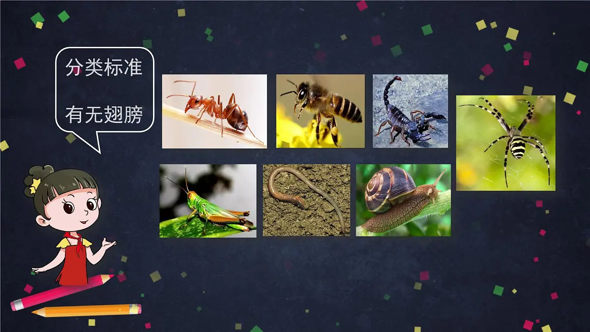 (湘科版)三年级科学上册2.1 昆虫-教学课件第7页