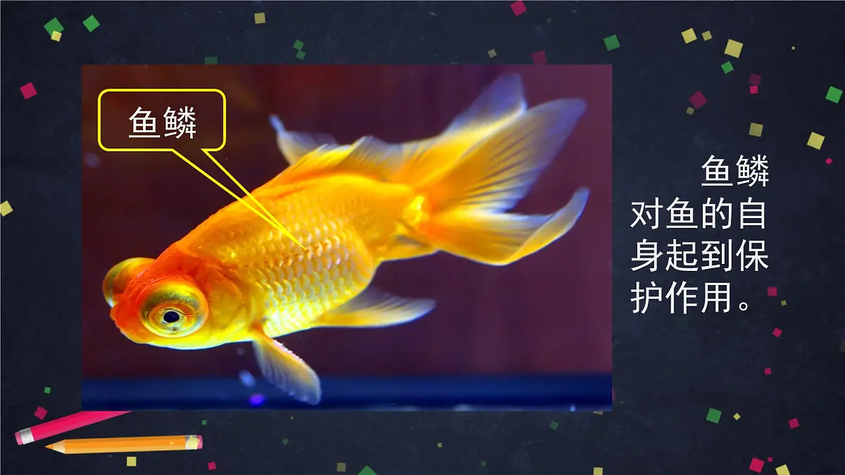(湘科版)三年级科学上册2.2 鱼-课件第8页