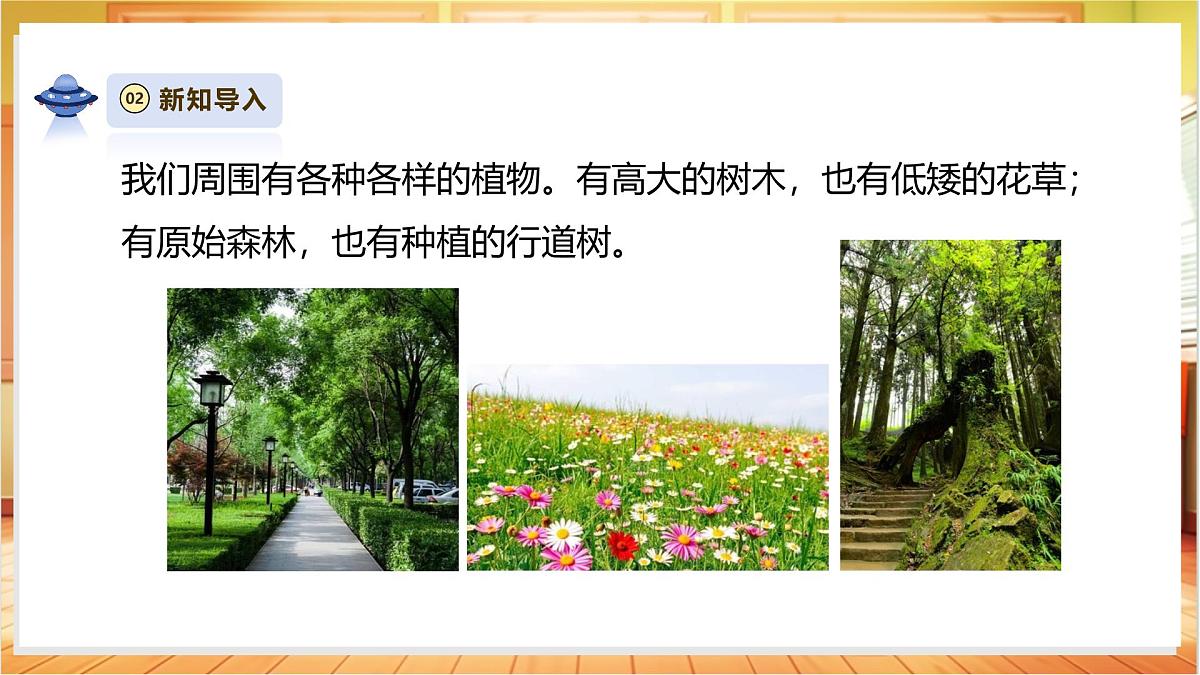 4.11《多姿多彩的植物》课时课件第4页