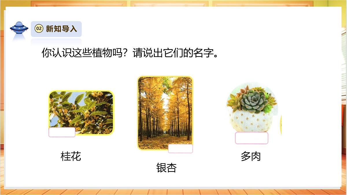 4.11《多姿多彩的植物》课时课件第5页