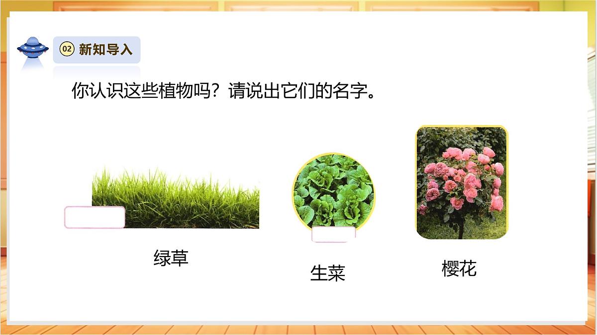 4.11《多姿多彩的植物》课时课件第6页