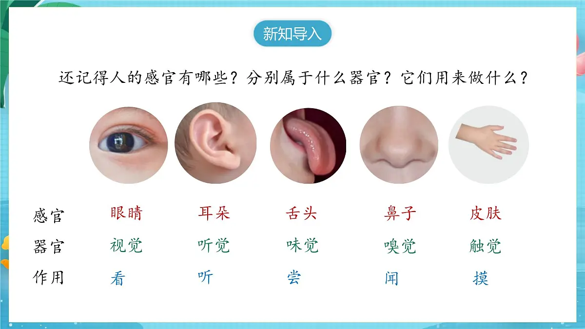 【大单元核心素养】苏教版科学一上2.5《借助工具观察》课件第3页