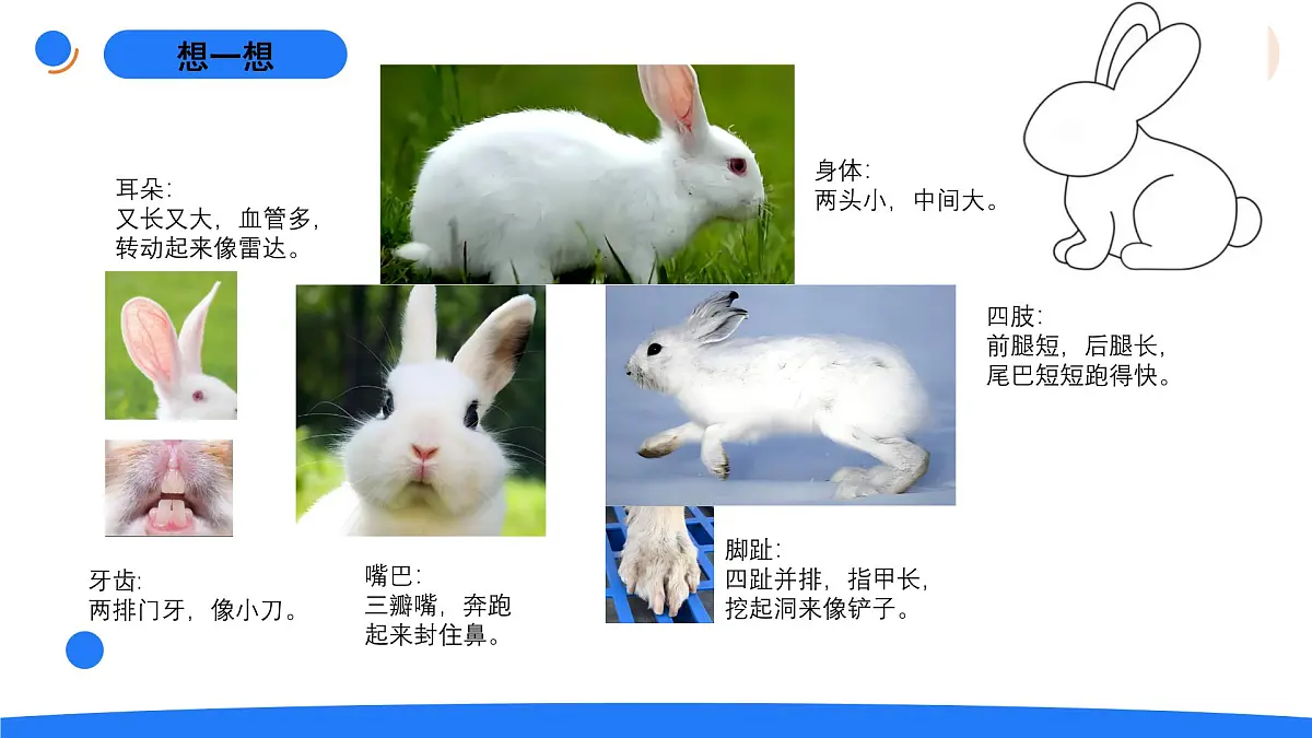 1-2观察兔子的反应第3页