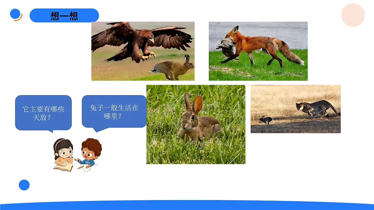 1-2观察兔子的反应第4页