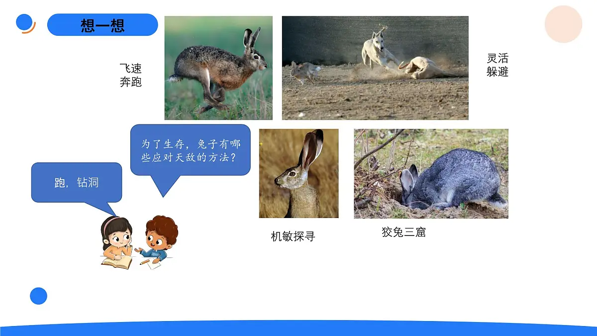 1-2观察兔子的反应第5页
