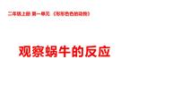 科学二年级上册（2024）3 观察蜗牛的反应课文ppt课件