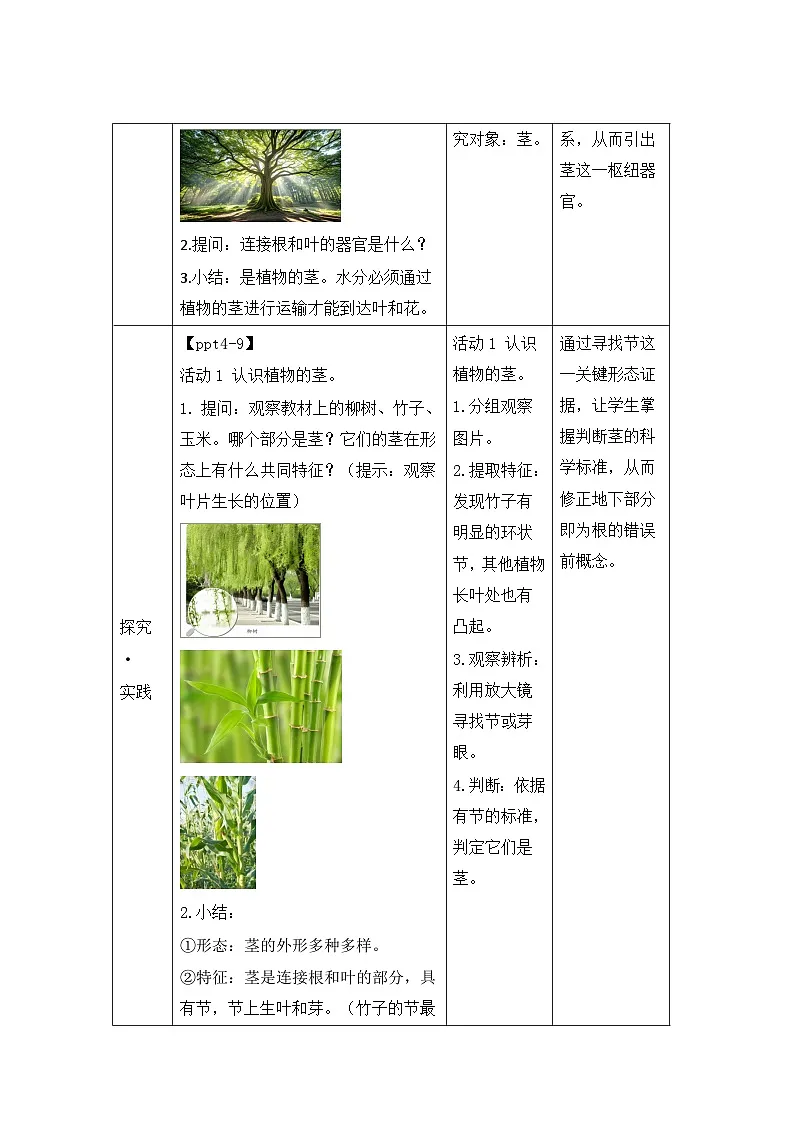 第11课 植物的茎 教案 小学科学青岛版六三制(2024)三年级下册教案表格式第2页