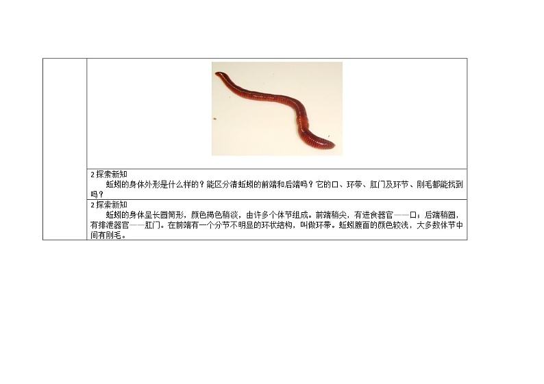 三年级上册科学教案 第二单元《蚯蚓》教科版03
