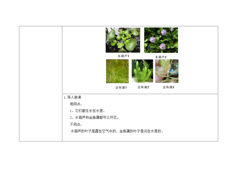 三年级上册科学教案 第一单元《水生植物》教科版02