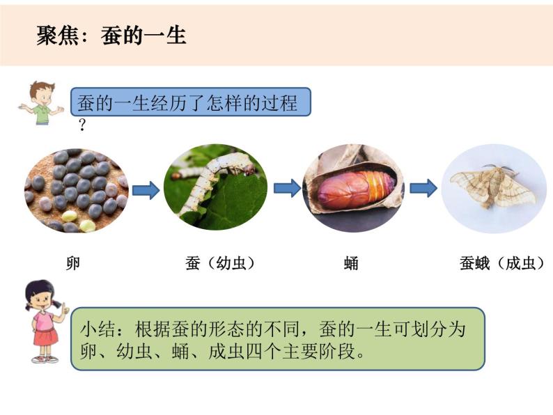 2-6《蚕的一生》优质课件