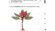小学科学青岛版 (五四制2017)三年级上册第一单元 植物的“身体”本单元综合与测试精品教学设计