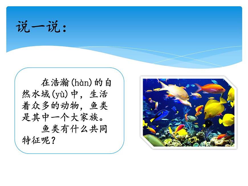 2.2魚 課件第2頁
