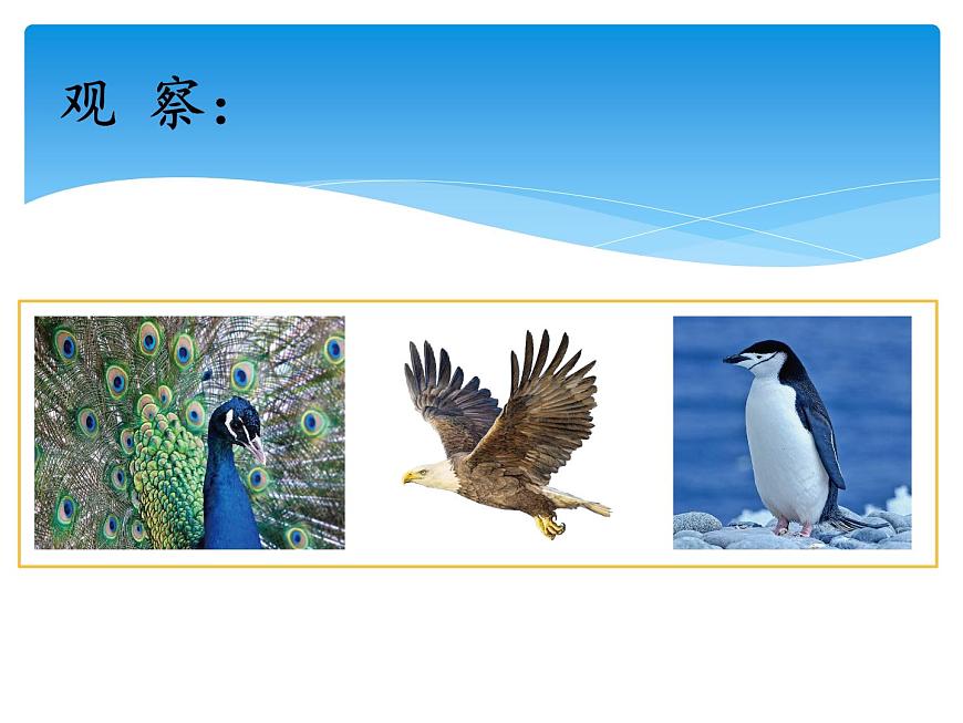 2.3鳥 課件第8頁