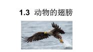 青岛版 (六三制2017)三年级上册3 动物的翅膀评课ppt课件