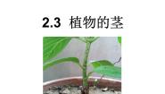 小学科学青岛版 (六三制2017)三年级上册7 植物的茎示范课课件ppt