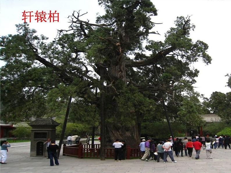 3.10《常见的尺子》 课件01