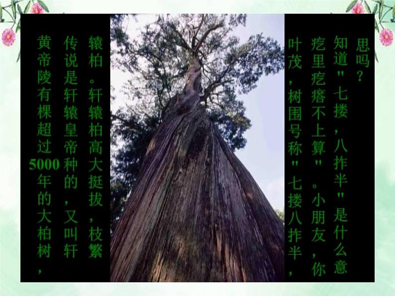 3.10《常见的尺子》 课件02