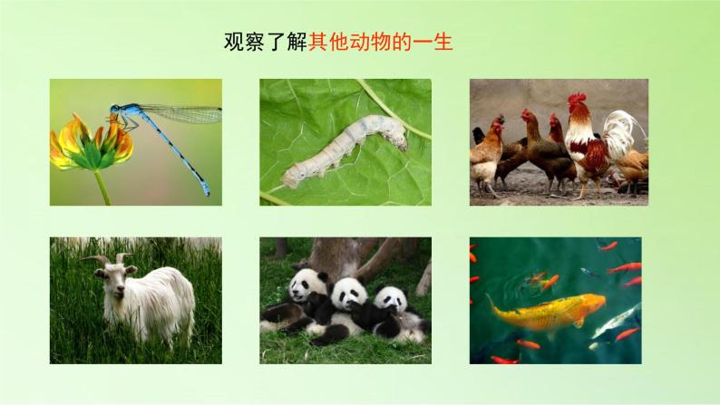 科学大象版 (2017)4 动物的一生说课课件ppt