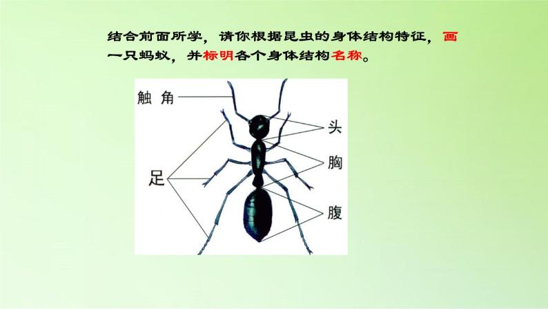 小学科学 湘科版 (2017) 三年级上册 第二单元 各种各样的动物 1 昆虫