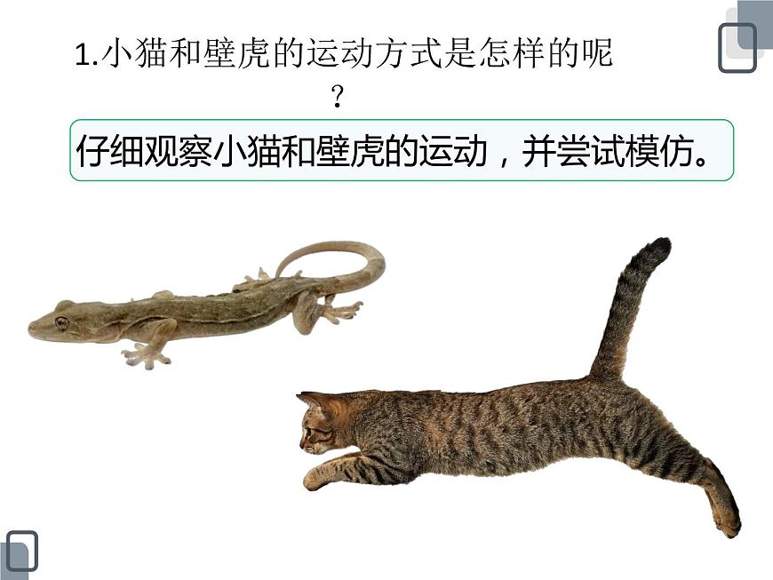 3.《壁虎與小貓》ppt課件第4頁(yè)