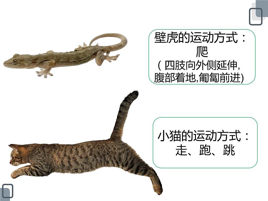 3.《壁虎與小貓》ppt課件第5頁(yè)