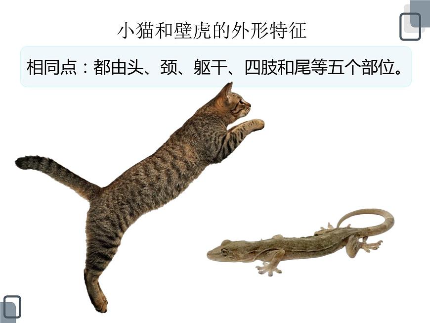 3.《壁虎與小貓》ppt課件第6頁(yè)