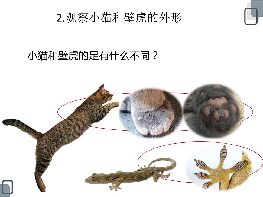 3.《壁虎與小貓》ppt課件第7頁(yè)