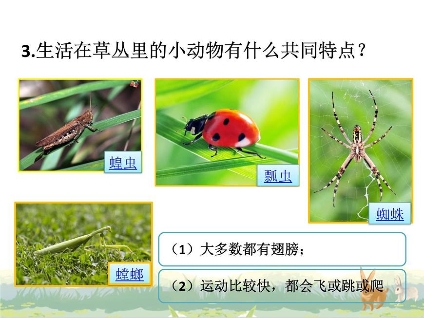 4.《草地里的小動物》ppt課件第6頁