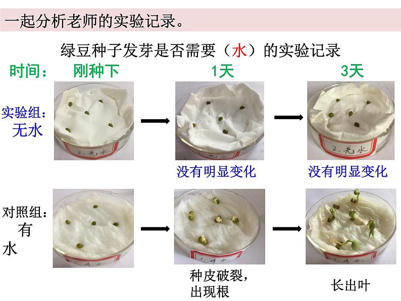五上1-2《种子发芽实验二》蒋敏第4页