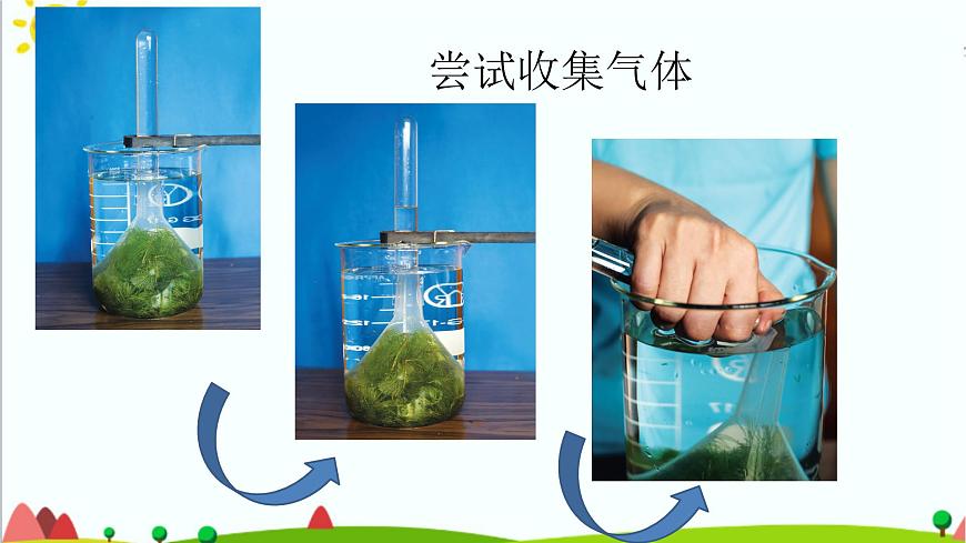 五年級(jí)上冊(cè)第7課《植物能夠利用陽(yáng)光》教學(xué)課件第7頁(yè)