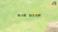 粤教粤科版五年级上册（新版）15 胎生动物评课ppt课件