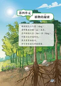 小学科学湘科版 (2017)三年级下册4 植物的生命周期教案设计
